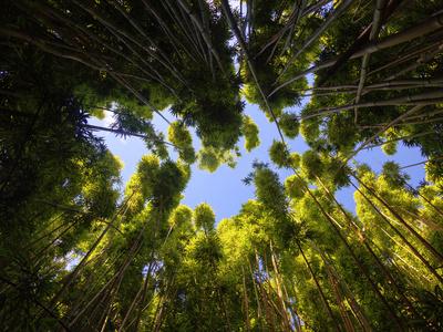 'USA, Hawaii, Maui, Haleakala National Park, Bamboo Forest