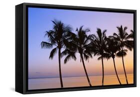 USA, Hawaii, Molokai. Palm Tree, Morning-Walter Bibikow-Framed Stretched Canvas