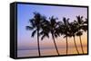 USA, Hawaii, Molokai. Palm Tree, Morning-Walter Bibikow-Framed Stretched Canvas