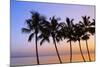 USA, Hawaii, Molokai. Palm Tree, Morning-Walter Bibikow-Mounted Photographic Print