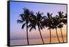 USA, Hawaii, Molokai. Palm Tree, Morning-Walter Bibikow-Framed Stretched Canvas