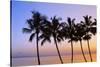 USA, Hawaii, Molokai. Palm Tree, Morning-Walter Bibikow-Stretched Canvas