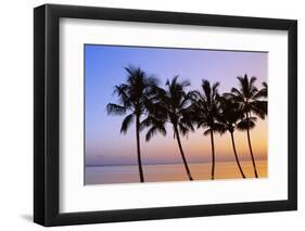 USA, Hawaii, Molokai. Palm Tree, Morning-Walter Bibikow-Framed Photographic Print