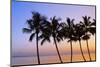 USA, Hawaii, Molokai. Palm Tree, Morning-Walter Bibikow-Mounted Photographic Print