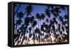 USA, Hawaii, Molokai, Royal Kupuva Palm Grove at Kaunakakai-Walter Bibikow-Framed Stretched Canvas