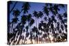 USA, Hawaii, Molokai, Royal Kupuva Palm Grove at Kaunakakai-Walter Bibikow-Stretched Canvas