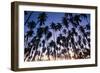 USA, Hawaii, Molokai, Royal Kupuva Palm Grove at Kaunakakai-Walter Bibikow-Framed Photographic Print