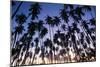 USA, Hawaii, Molokai, Royal Kupuva Palm Grove at Kaunakakai-Walter Bibikow-Mounted Photographic Print