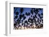 USA, Hawaii, Molokai, Royal Kupuva Palm Grove at Kaunakakai-Walter Bibikow-Framed Photographic Print