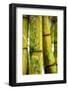 USA, Hawaii, Oahu, Close up of Bamboo stocks-Terry Eggers-Framed Photographic Print