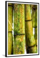 USA, Hawaii, Oahu, Close up of Bamboo stocks-Terry Eggers-Framed Premium Photographic Print