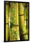 USA, Hawaii, Oahu, Close up of Bamboo stocks-Terry Eggers-Framed Photographic Print