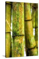 USA, Hawaii, Oahu, Close up of Bamboo stocks-Terry Eggers-Stretched Canvas