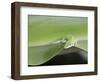 USA, Hawaii, Oahu, Green Anole-Rob Tilley-Framed Photographic Print