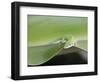 USA, Hawaii, Oahu, Green Anole-Rob Tilley-Framed Photographic Print