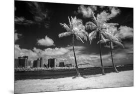 USA, Hawaii, Oahu, Honolulu, Palm trees on the beach.-Peter Hawkins-Mounted Premium Photographic Print
