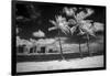 USA, Hawaii, Oahu, Honolulu, Palm trees on the beach.-Peter Hawkins-Framed Premium Photographic Print