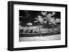 USA, Hawaii, Oahu, Honolulu, Palm trees on the beach.-Peter Hawkins-Framed Photographic Print