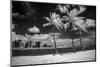 USA, Hawaii, Oahu, Honolulu, Palm trees on the beach.-Peter Hawkins-Mounted Photographic Print