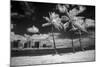 USA, Hawaii, Oahu, Honolulu, Palm trees on the beach.-Peter Hawkins-Mounted Photographic Print