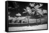USA, Hawaii, Oahu, Honolulu, Palm trees on the beach.-Peter Hawkins-Framed Stretched Canvas