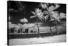 USA, Hawaii, Oahu, Honolulu, Palm trees on the beach.-Peter Hawkins-Stretched Canvas