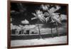 USA, Hawaii, Oahu, Honolulu, Palm trees on the beach.-Peter Hawkins-Framed Photographic Print