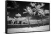 USA, Hawaii, Oahu, Honolulu, Palm trees on the beach.-Peter Hawkins-Framed Stretched Canvas