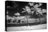 USA, Hawaii, Oahu, Honolulu, Palm trees on the beach.-Peter Hawkins-Stretched Canvas