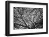 USA, Hawaii, Oahu, Honolulu, Twisted limbs of a tree.-Peter Hawkins-Framed Photographic Print