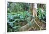 USA, Hawaii, Oahu, Philodendrons Growing in Forest-Terry Eggers-Framed Photographic Print