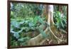 USA, Hawaii, Oahu, Philodendrons Growing in Forest-Terry Eggers-Framed Photographic Print