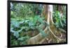 USA, Hawaii, Oahu, Philodendrons Growing in Forest-Terry Eggers-Framed Photographic Print