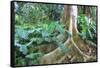 USA, Hawaii, Oahu, Philodendrons Growing in Forest-Terry Eggers-Framed Stretched Canvas