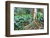 USA, Hawaii, Oahu, Philodendrons Growing in Forest-Terry Eggers-Framed Photographic Print