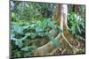 USA, Hawaii, Oahu, Philodendrons Growing in Forest-Terry Eggers-Mounted Photographic Print