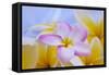 USA, Hawaii, Oahu, Plumeria Flowers in Bloom-Terry Eggers-Framed Stretched Canvas