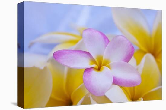 USA, Hawaii, Oahu, Plumeria Flowers in Bloom-Terry Eggers-Stretched Canvas