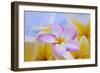 USA, Hawaii, Oahu, Plumeria Flowers in Bloom-Terry Eggers-Framed Photographic Print