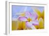 USA, Hawaii, Oahu, Plumeria Flowers in Bloom-Terry Eggers-Framed Photographic Print