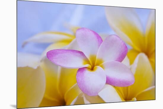 USA, Hawaii, Oahu, Plumeria Flowers in Bloom-Terry Eggers-Mounted Premium Photographic Print