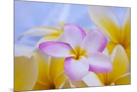 USA, Hawaii, Oahu, Plumeria Flowers in Bloom-Terry Eggers-Mounted Premium Photographic Print