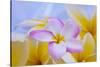 USA, Hawaii, Oahu, Plumeria Flowers in Bloom-Terry Eggers-Stretched Canvas