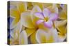 USA, Hawaii, Oahu, Plumeria Flowers in Bloom-Terry Eggers-Stretched Canvas