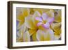 USA, Hawaii, Oahu, Plumeria Flowers in Bloom-Terry Eggers-Framed Photographic Print