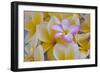 USA, Hawaii, Oahu, Plumeria Flowers in Bloom-Terry Eggers-Framed Photographic Print