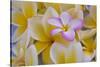 USA, Hawaii, Oahu, Plumeria Flowers in Bloom-Terry Eggers-Stretched Canvas