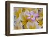 USA, Hawaii, Oahu, Plumeria Flowers in Bloom-Terry Eggers-Framed Premium Photographic Print