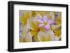 USA, Hawaii, Oahu, Plumeria Flowers in Bloom-Terry Eggers-Framed Premium Photographic Print