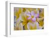 USA, Hawaii, Oahu, Plumeria Flowers in Bloom-Terry Eggers-Framed Premium Photographic Print